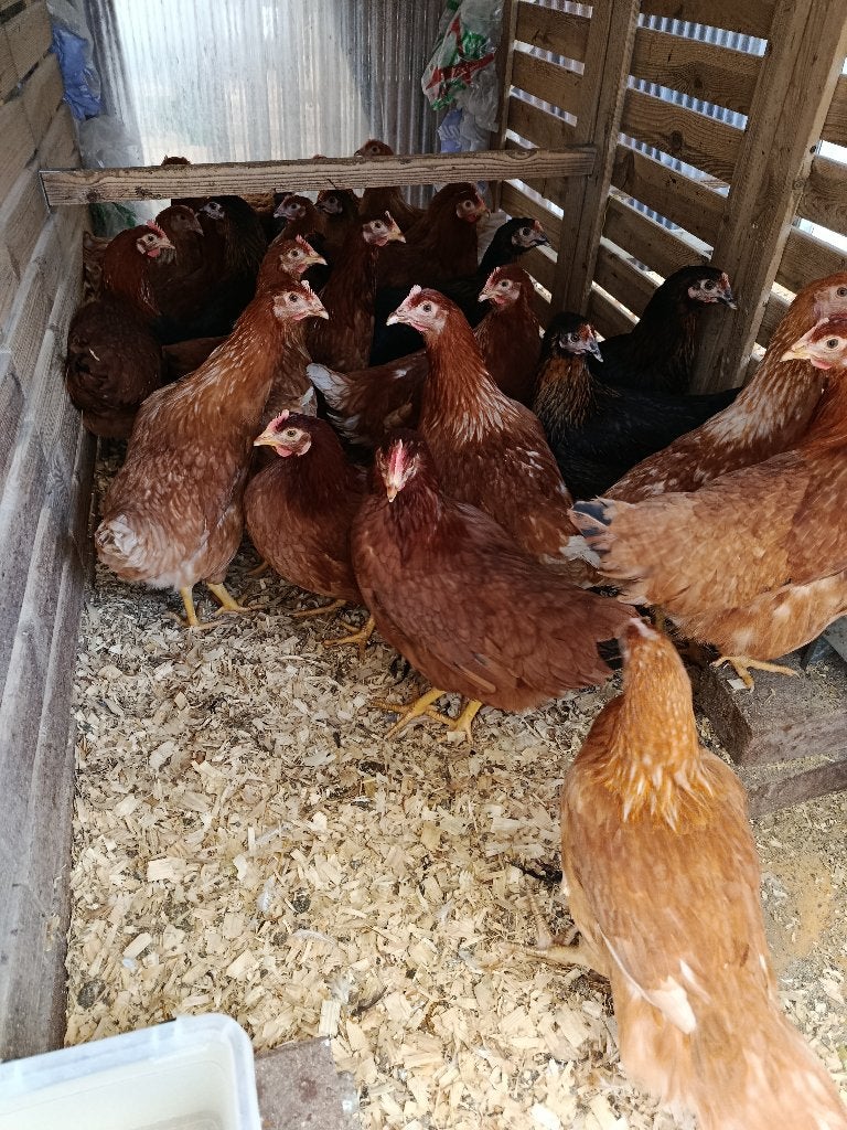 poules pondeuses rouges 5+1/10+3 GRATUIT 0499/082381, Animaux & Accessoires, Volatiles, Femelle, Poule ou poulet