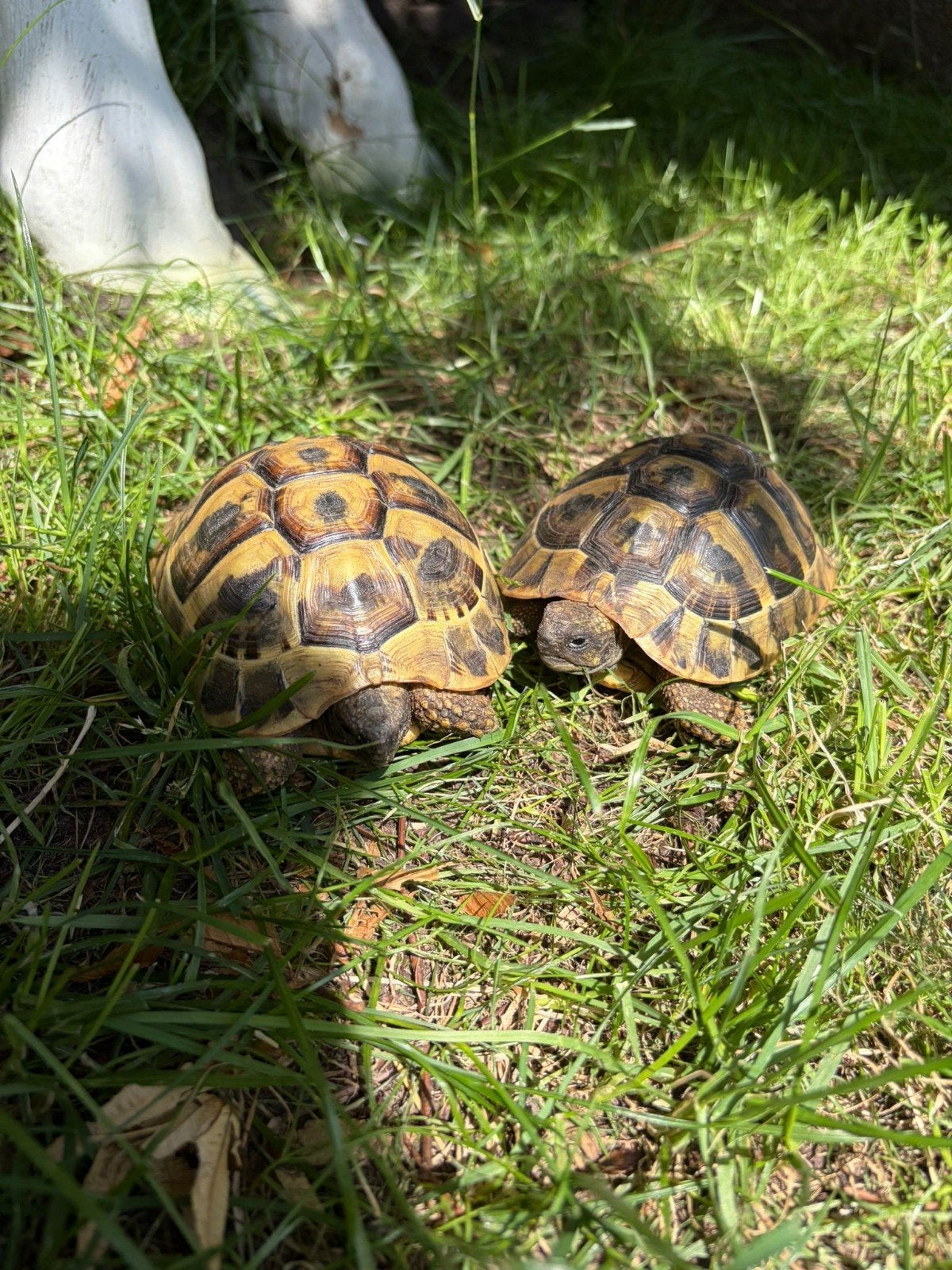 Interrogé : tortues terrestres ou tortues