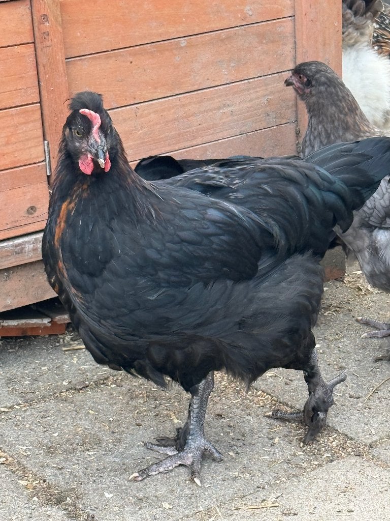 Haantjes, Dieren en Toebehoren, Vogels | Overige Vogels, Mannelijk