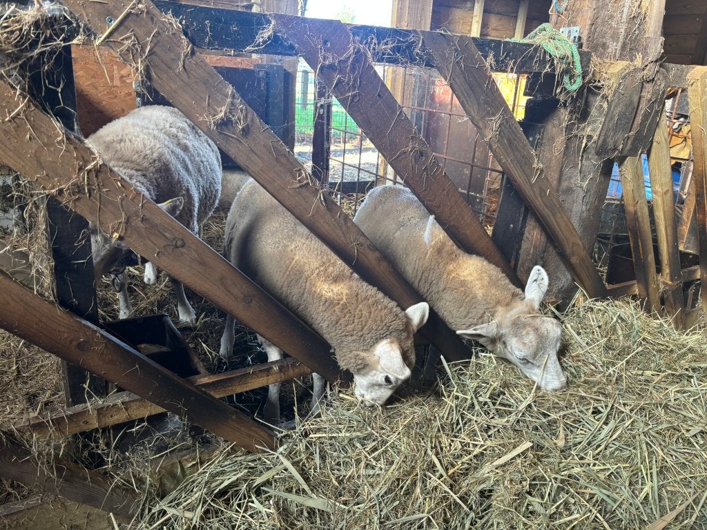 lammeren te koop, Femelle, Mouton, 0 à 2 ans