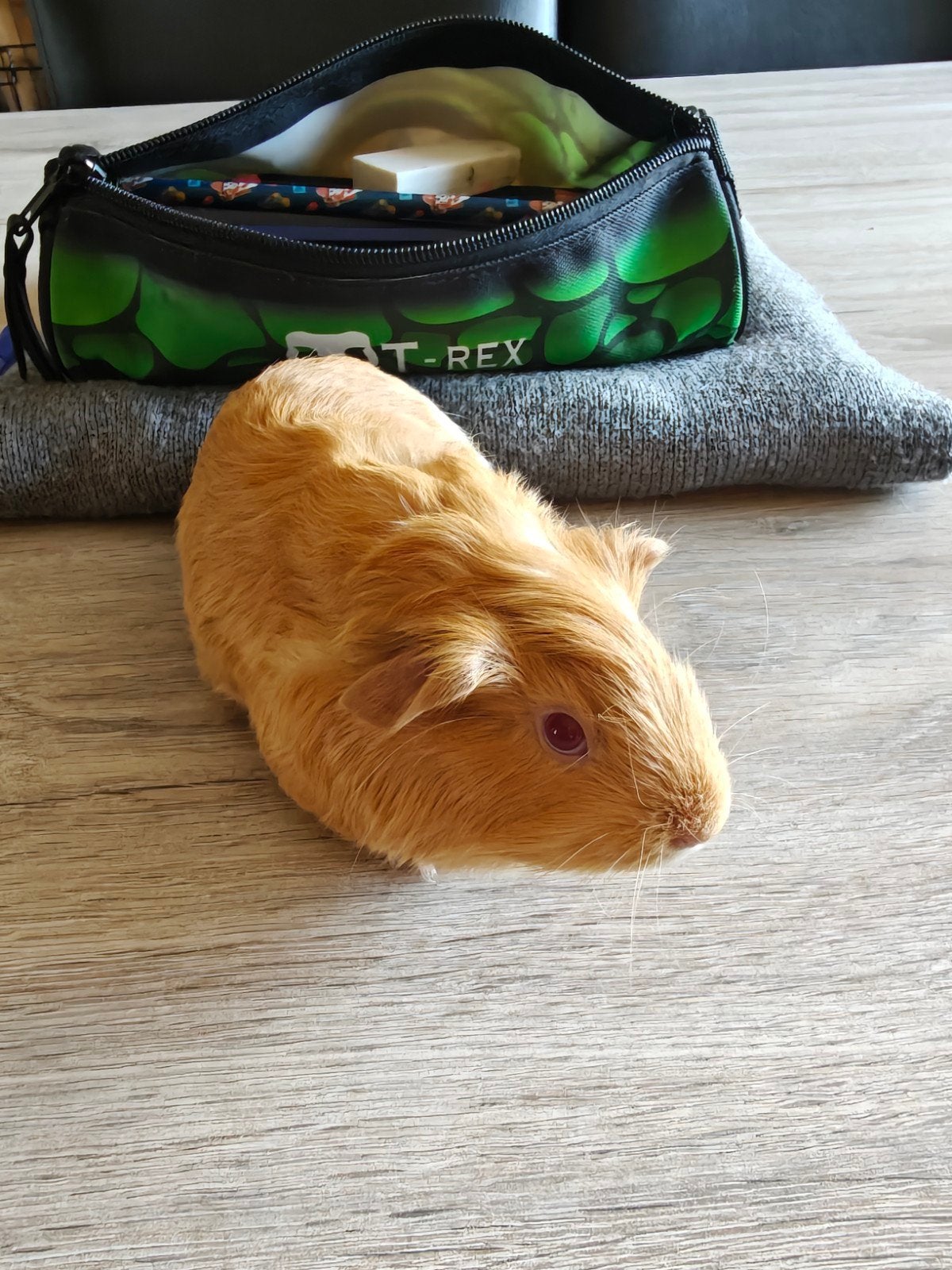 Mooi zeugje geboren 4/10, Dieren en Toebehoren, Oktober, Vrouwelijk, Cavia