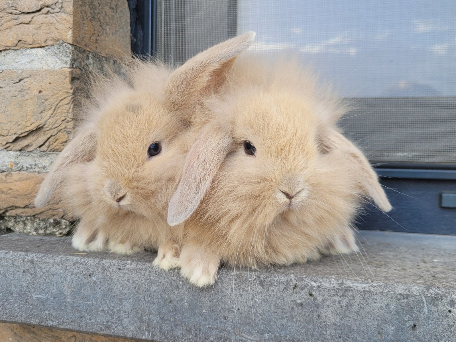 super schattige dwergkonijntjes, Dieren en Toebehoren