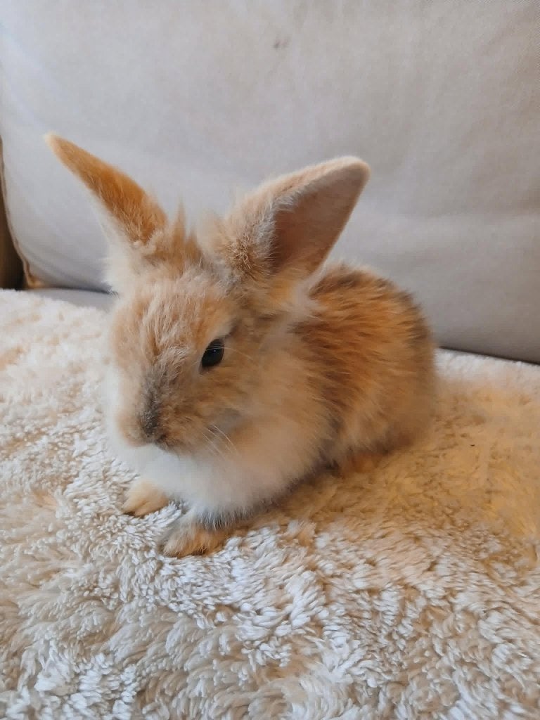 2 dwergkonijnen over te nemen, Animaux & Accessoires, Lapins, Plusieurs animaux, Nain, 0 à 2 ans
