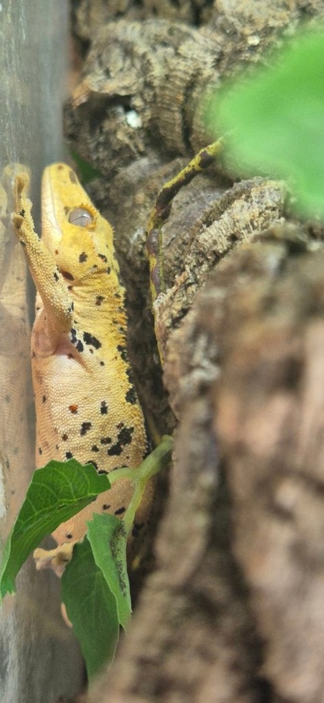 Male Super dalmatien, Animaux & Accessoires, Lézard, 0 à 2 ans