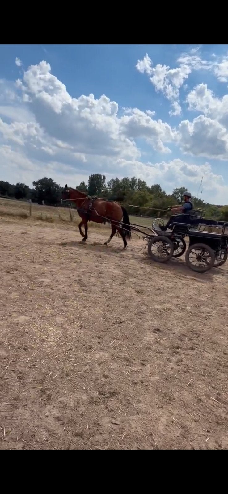 Allround Freiberger merrie, Merrie, Zadelmak