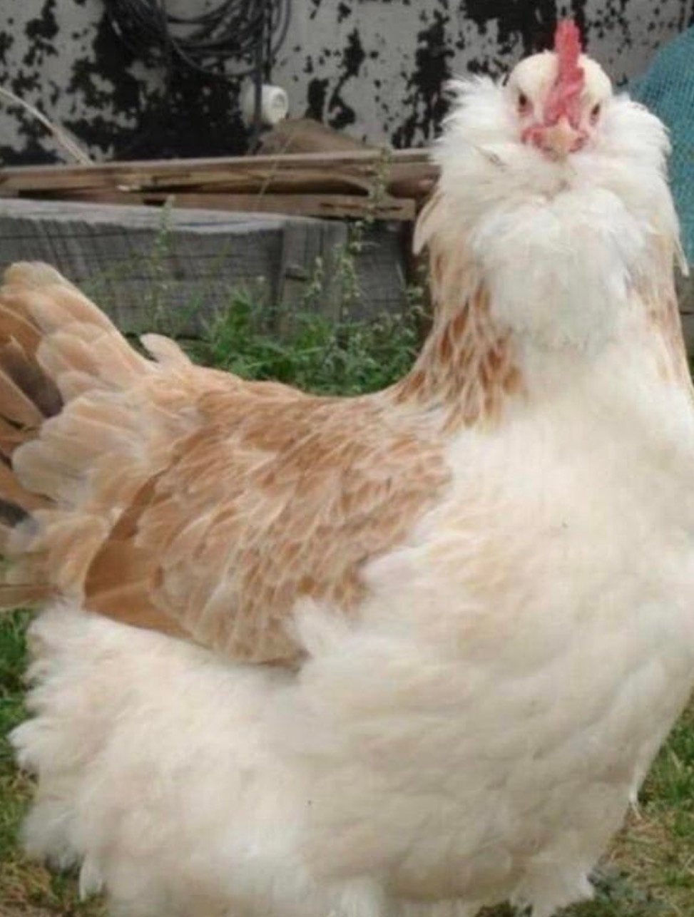 faverolles zalmkleurige 2 hennen en 1 haan, Dieren en Toebehoren, Vrouwelijk