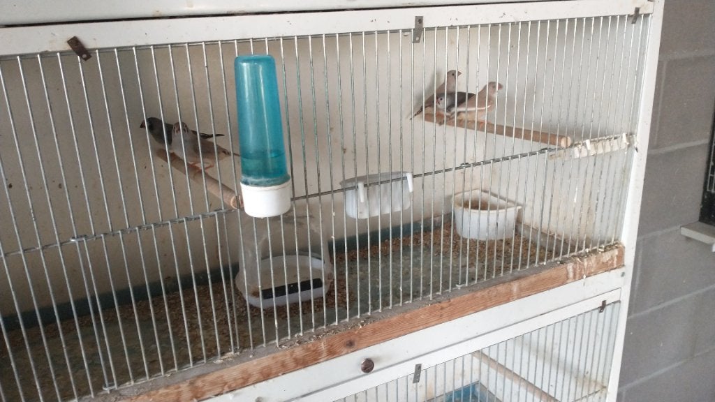 Zebravinken, Dieren en Toebehoren, Vogels | Overige Vogels, Meerdere dieren, Tropenvogel