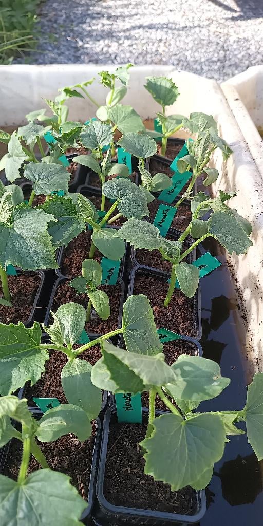 komkommer Moneta komkommerplanten, Tuin en Terras, Ophalen