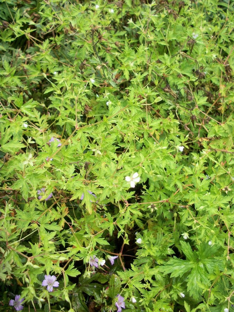 Geranium pakket (24 stuks), Tuin en Terras, Planten | Tuinplanten, Ophalen, Vaste plant, Overige soorten, Halfschaduw