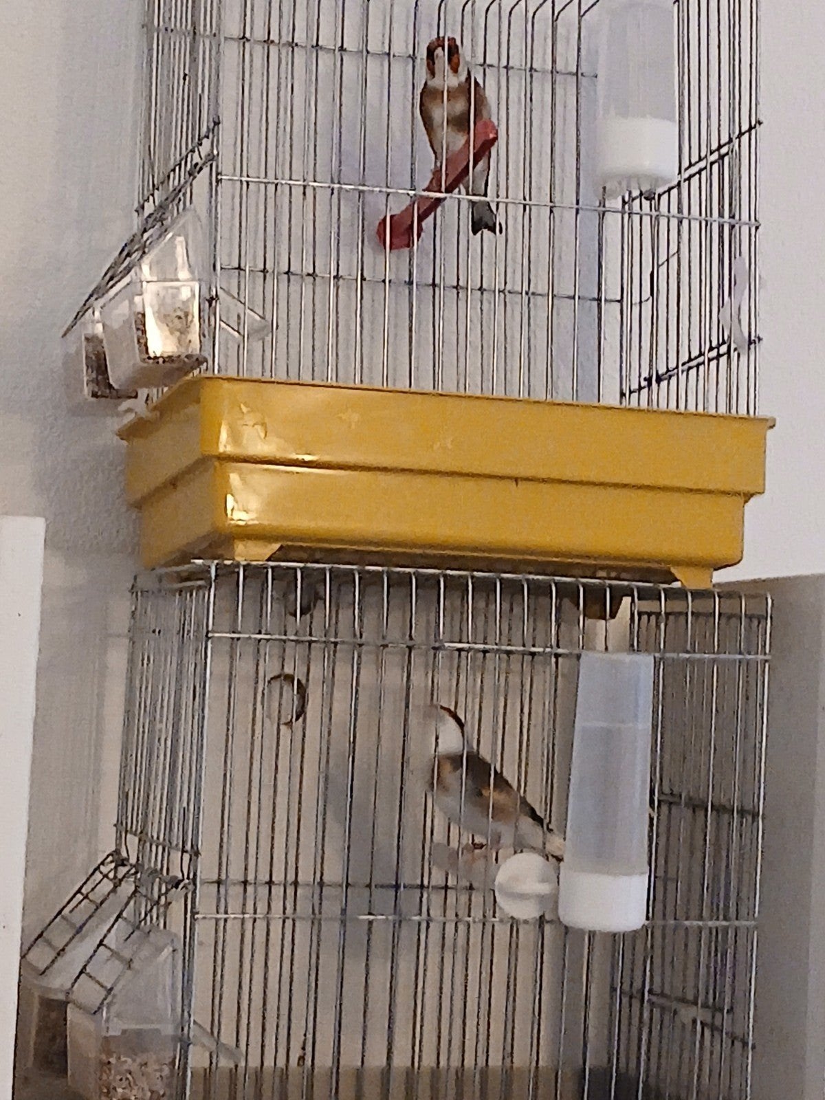 un très  bon couple  chardonneret élégant. 2024  de calitai, Animaux & Accessoires