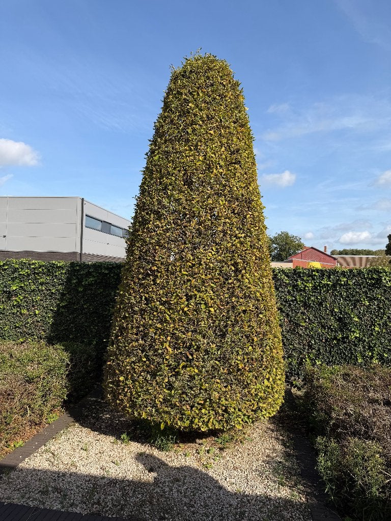 Beukenhaag en beuken, Tuin en Terras, Ophalen, Beukenhaag, Haag, 250 cm of meer