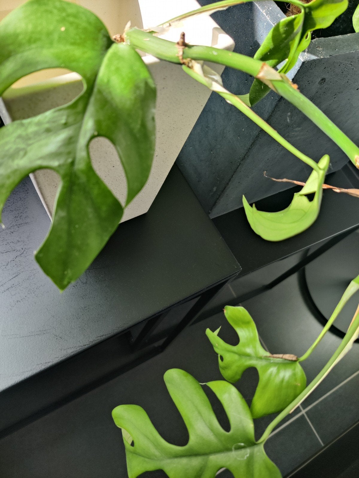 Monsterastek, Huis en Inrichting, Kamerplanten, Ophalen