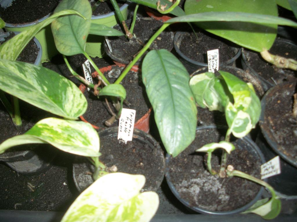 Epipremnun en andere verschillende klein en groot., Huis en Inrichting, Kamerplanten, Overige soorten, Minder dan 100 cm, Halfschaduw
