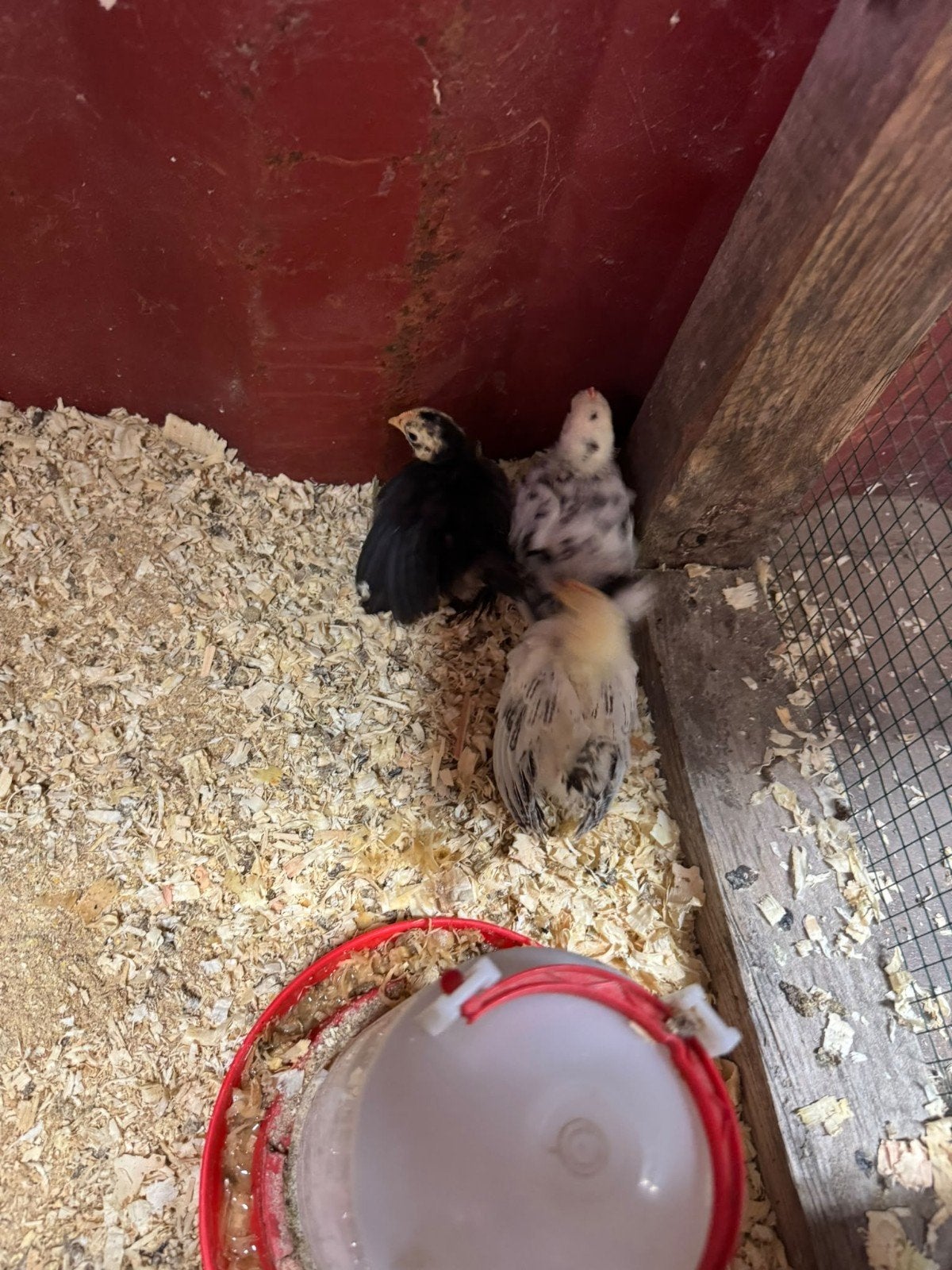 chabo kuikens, Dieren en Toebehoren