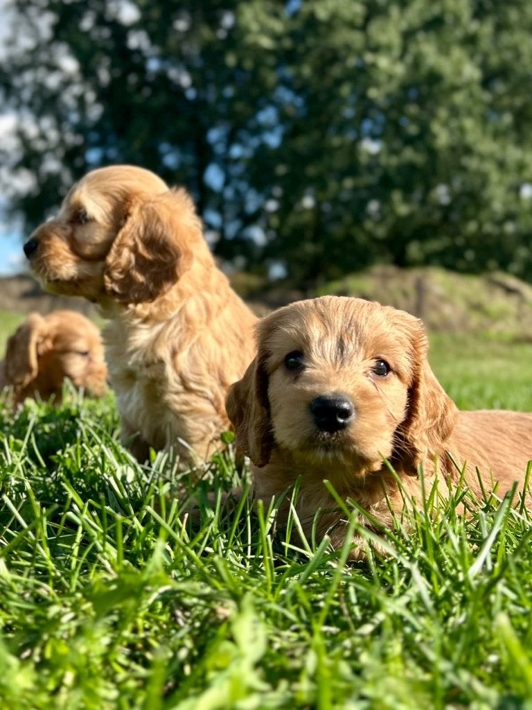 Prachtige cockapoo pups f1, Poedel, België, CDV (hondenziekte), 8 tot 15 weken
