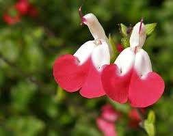 Salvia HotLips, Tuin en Terras, Ophalen, Halfschaduw