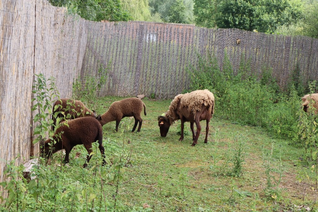 Manx Loaghtan schapen, Dieren en Toebehoren, Meerdere dieren, Schaap, 0 tot 2 jaar