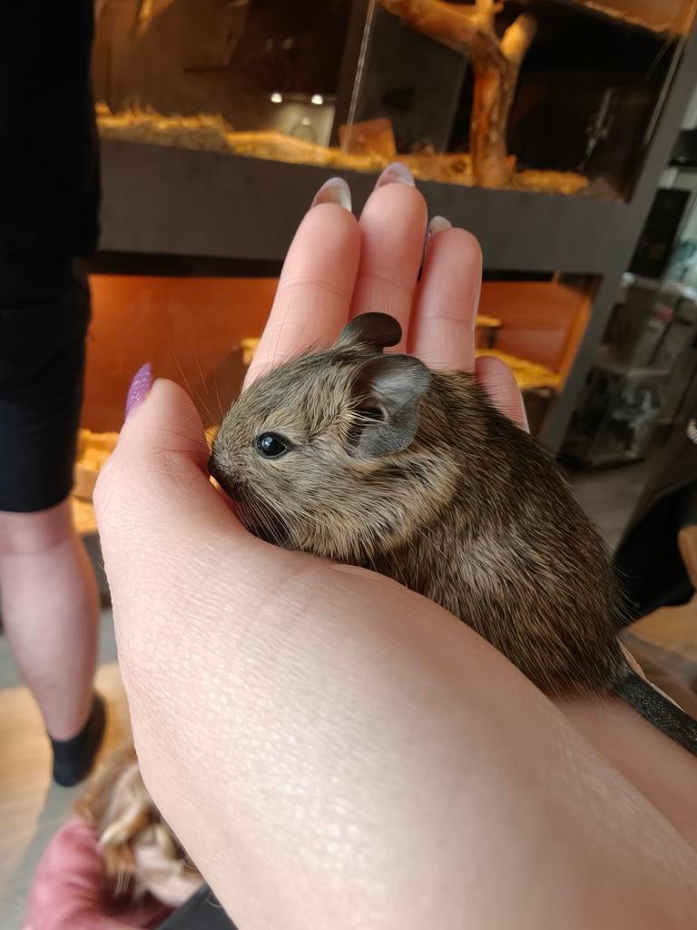 Des bébés Degus. Chiots Degu, Mars, Plusieurs animaux, Domestique