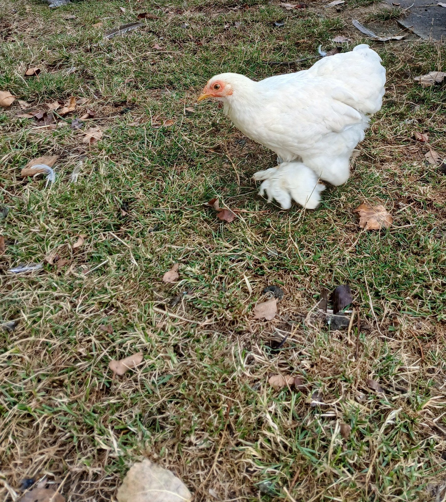 Cochin, Hennetjes Kriel bieden €  als Haantjes Kriel Gratis, Animaux & Accessoires, Volatiles, Plusieurs animaux, Poule ou poulet