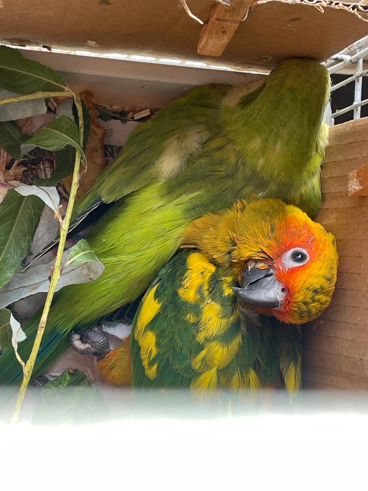 conures apprivoisés, Animaux & Accessoires, Bagué