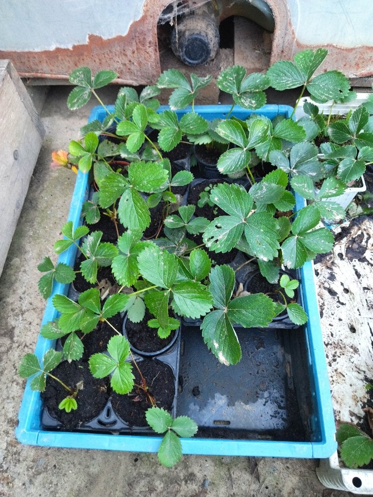 Plants de fraisiers, Jardin & Terrasse, Enlèvement