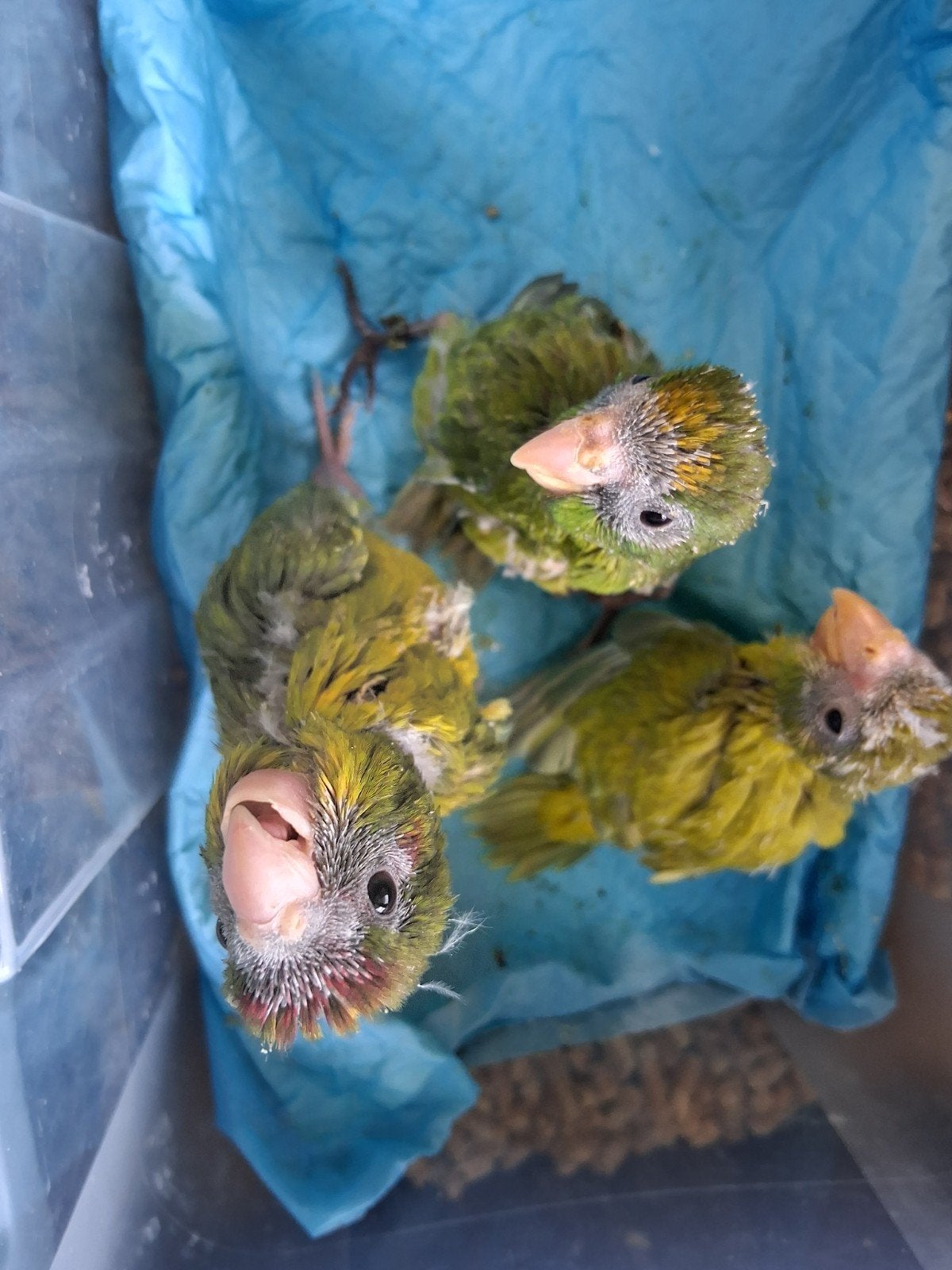 kakarikie,s