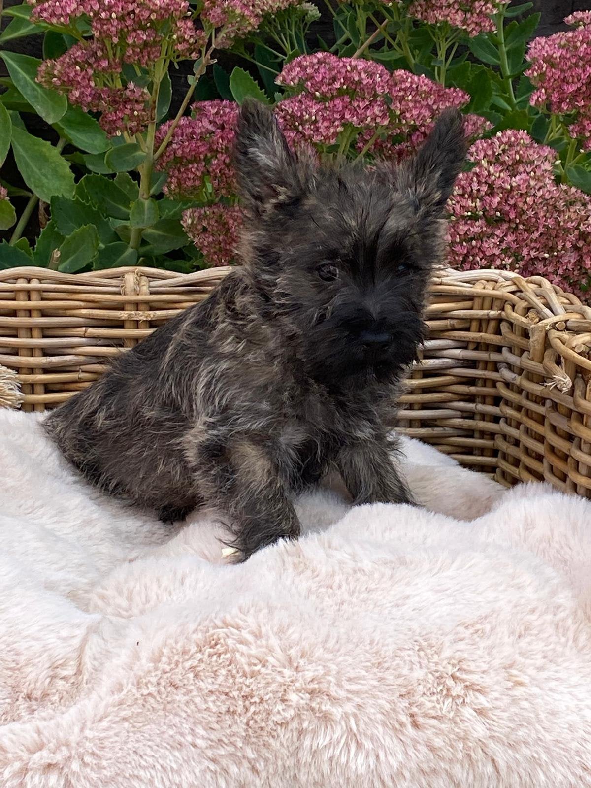 Ciarn terrier pups, Dieren en Toebehoren, België, Overige rassen, CDV (hondenziekte), 8 tot 15 weken