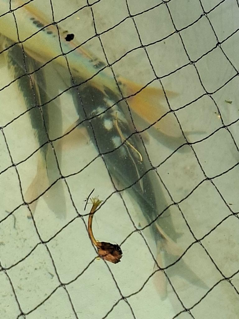 3 koi´s, Enlèvement