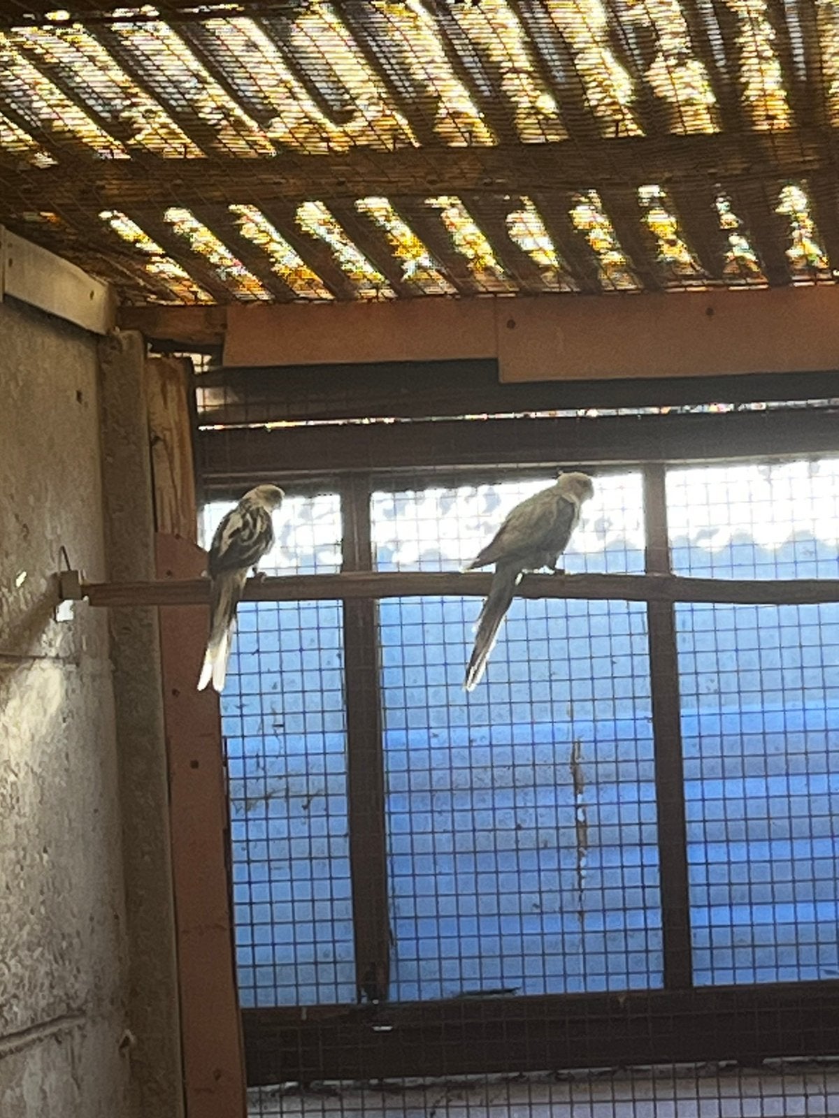 Sinemon blauw Rozellas, Plusieurs animaux