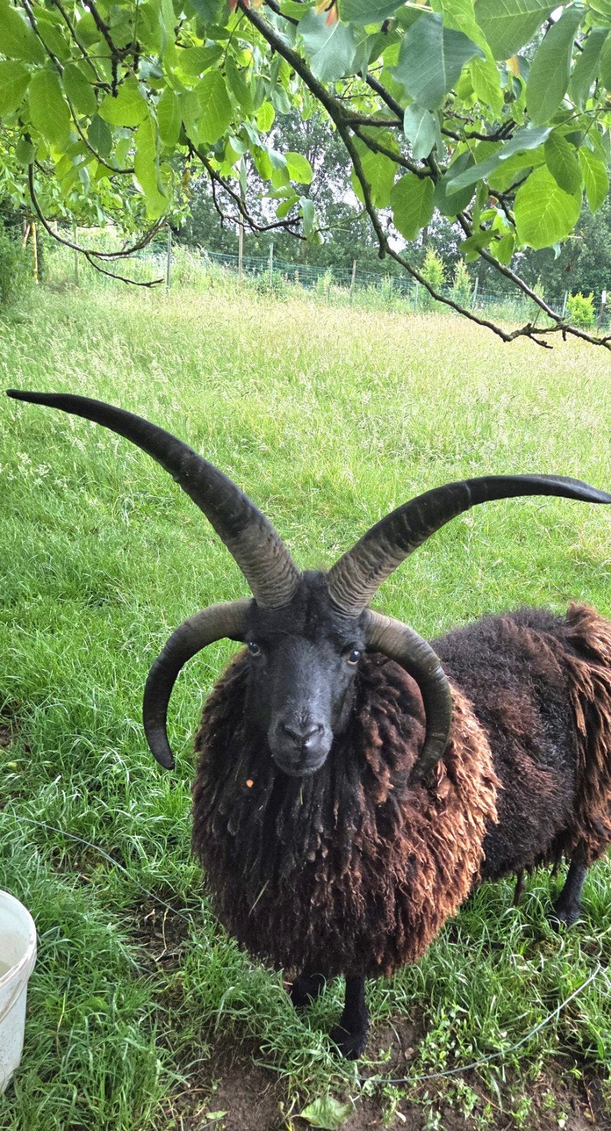 Magnifique bélier Hebridean (3,5 ans)