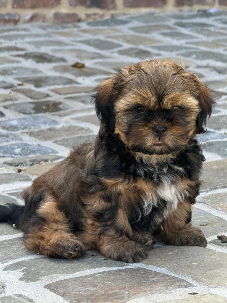 Chiots Lhassa apso, Animaux & Accessoires, Chien (mâle), Autres races, Belgique, Un chien
