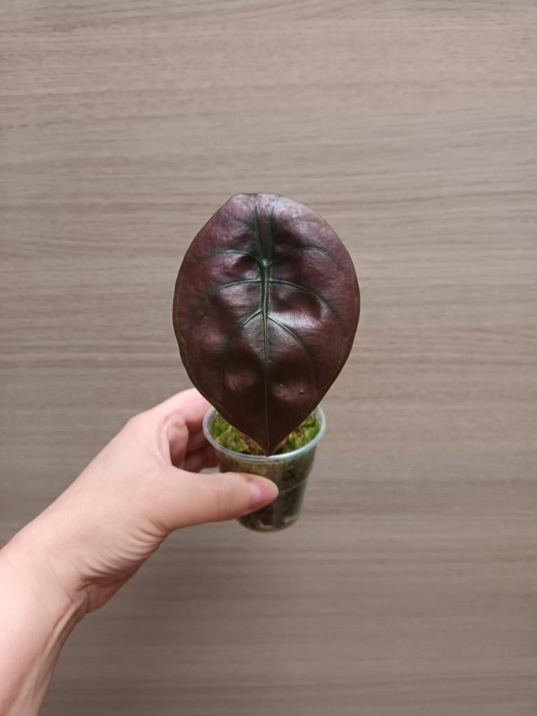 Alocasia cuprea, Maison & Meubles, Plantes d'intérieur, Enlèvement ou Envoi