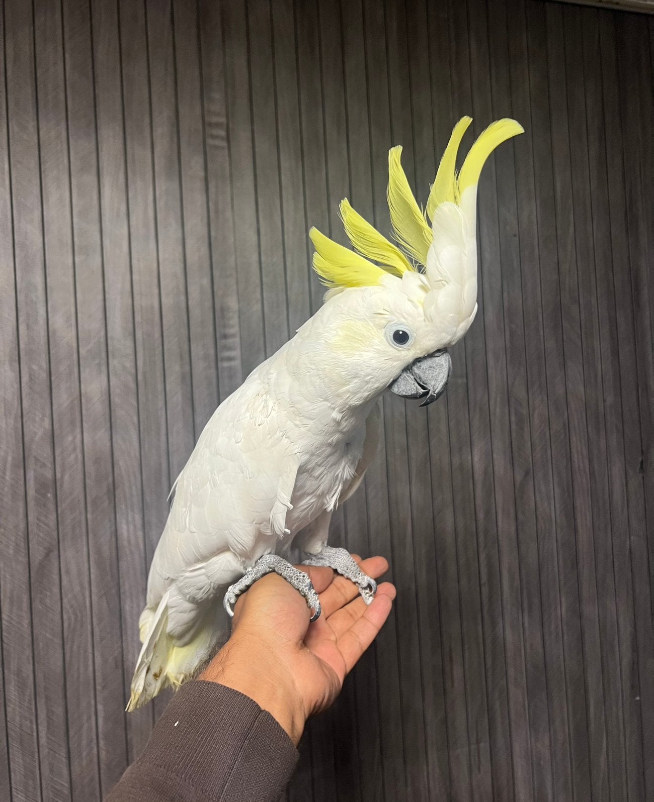 0-1 Tamme Triton kaketoe (Galerita Triton) 2021, Dieren en Toebehoren, Vogels | Parkieten en Papegaaien, Papegaai, Vrouwelijk