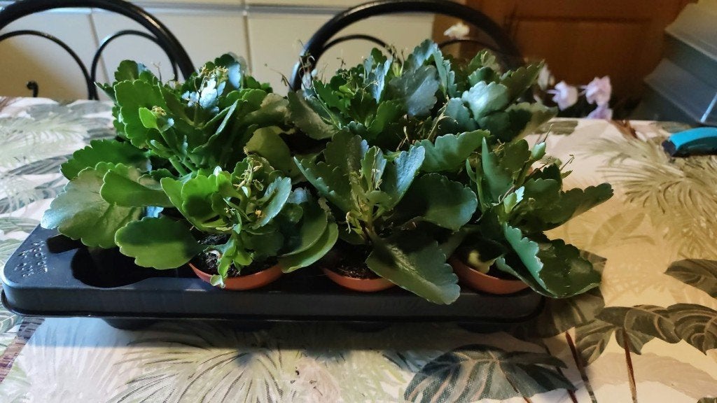 AV. PETITE PLANTE KALANCHOE EN POT, Ophalen, Overige soorten, In pot