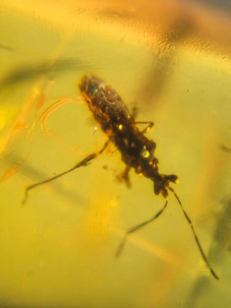 Birmees Amber (E) met insluiting van Heteroptera stinkwant., Verzamelen, Verzenden, Fossiel