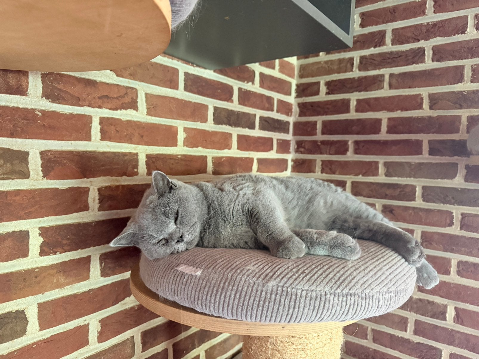 Brits korthaar, Animaux & Accessoires, Chats & Chatons | Chats de race | Poil ras, Plusieurs animaux, Vermifugé, 0 à 2 ans