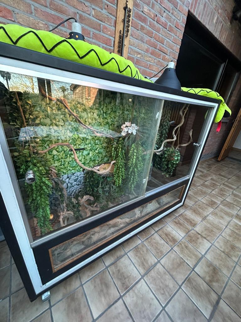 XXL terrarium met vrouwtjes korenslang 5j oud, Enlèvement, Utilisé, Terrarium ou Paludarium