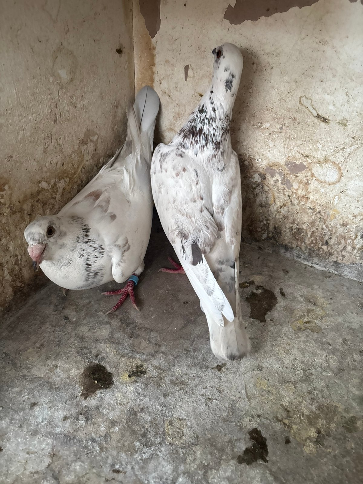 Mooie koppel, Dieren en Toebehoren, Vogels | Duiven