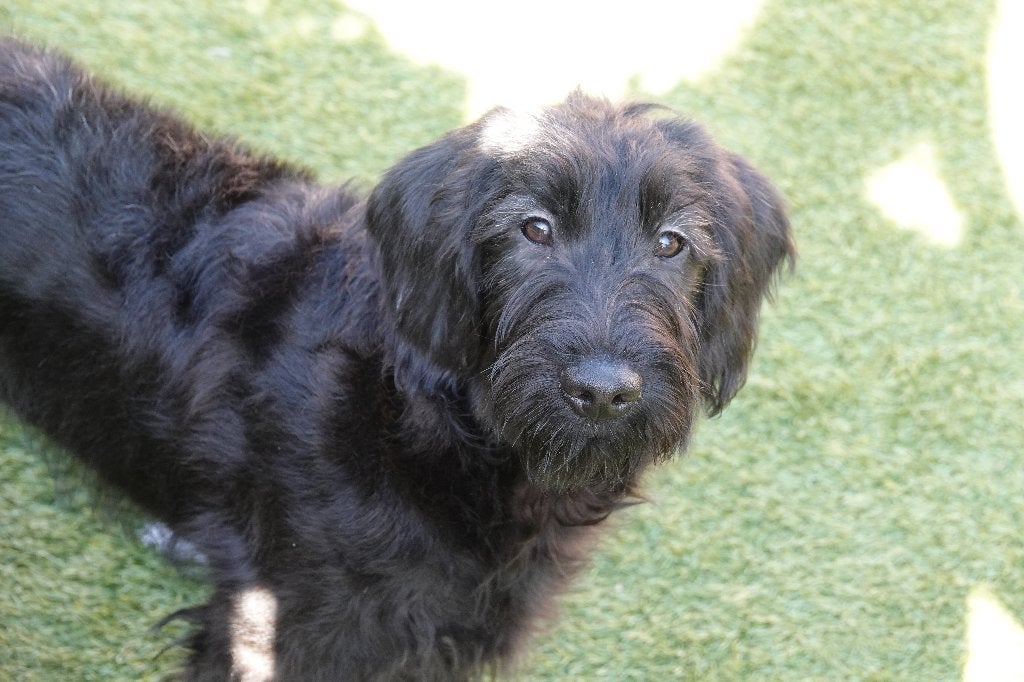 Chiots Labradoodle de taille moyenne (avec pedigree), Autres races, Plusieurs, Hépatite contagieuse (maladie de Rubarth), Belgique
