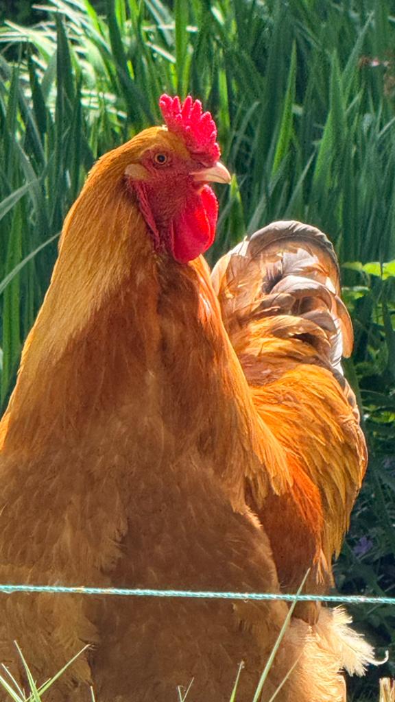 Grand Coq Wyandotte Lace / Orpington, Animaux & Accessoires, Volatiles, Mâle, Poule ou poulet