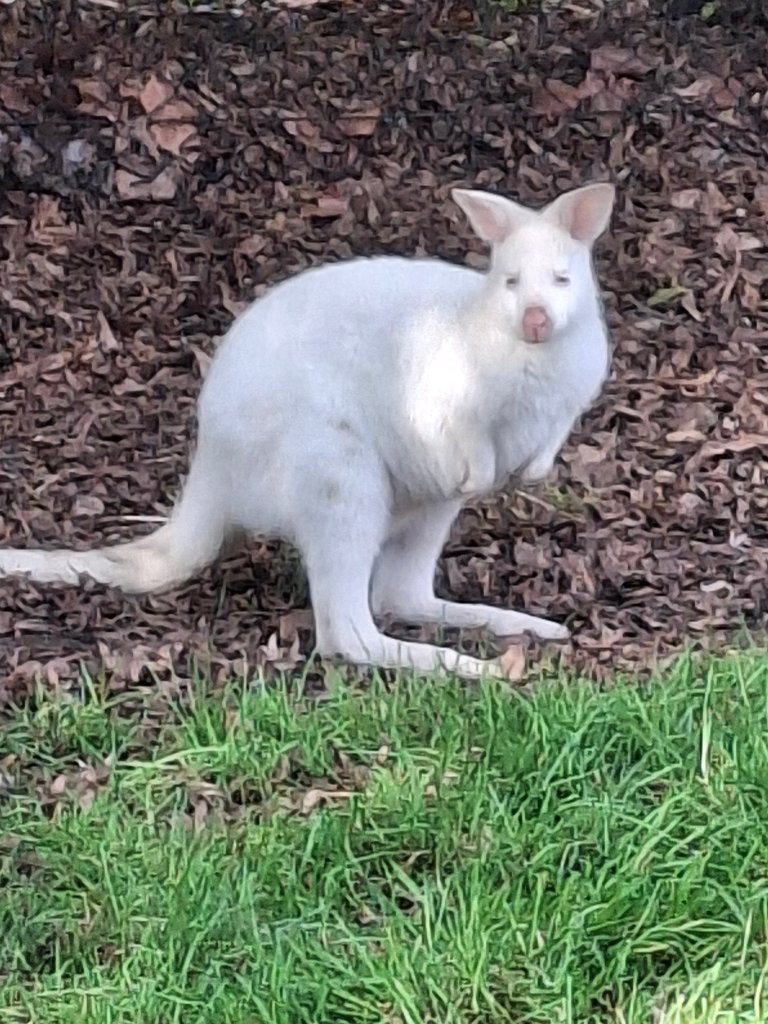 Wallaby kangoeroe, Dieren en Toebehoren, Januari, Vrouwelijk