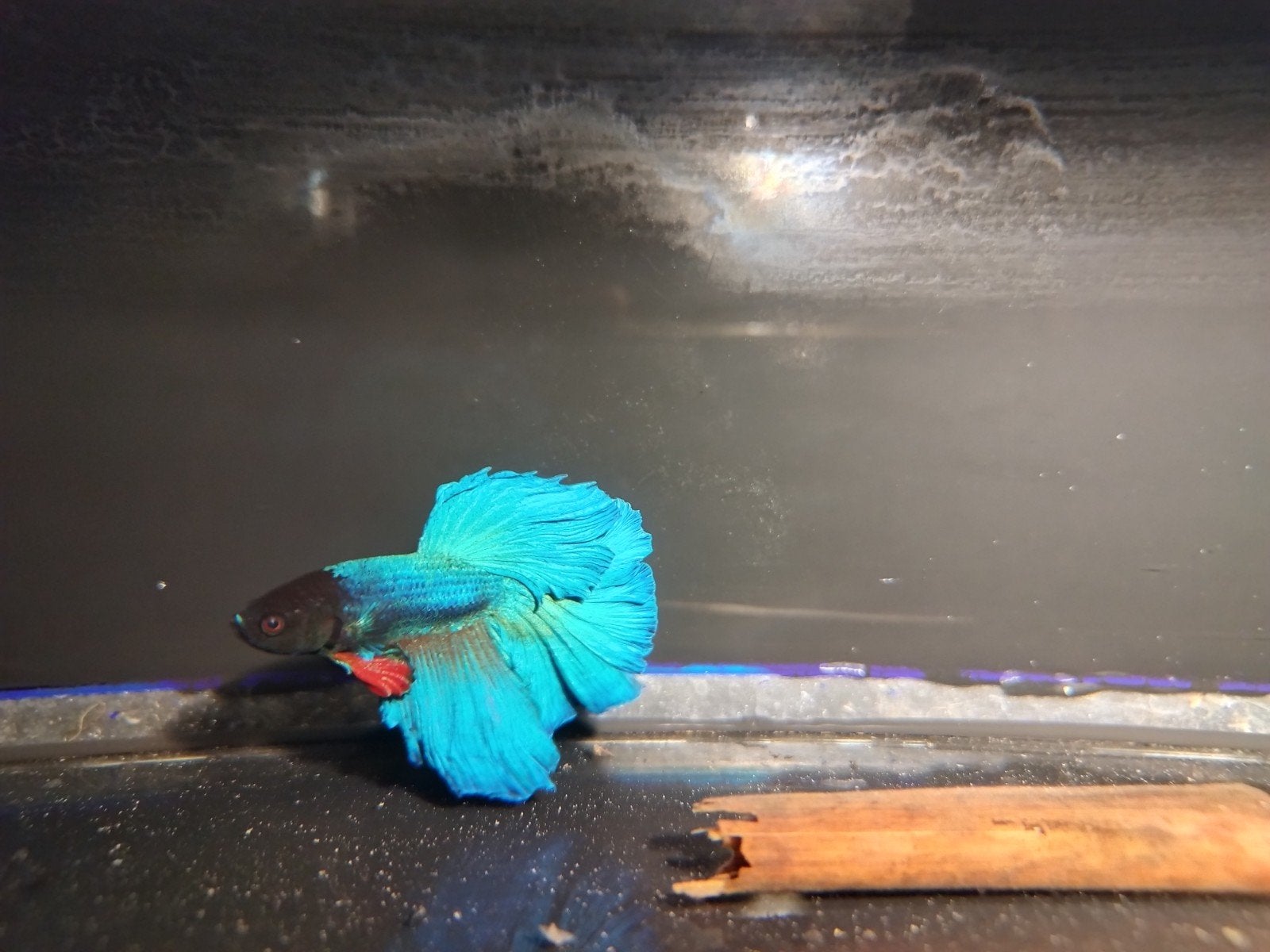 Betta Man Halfmoon, Vis, Zoetwatervis