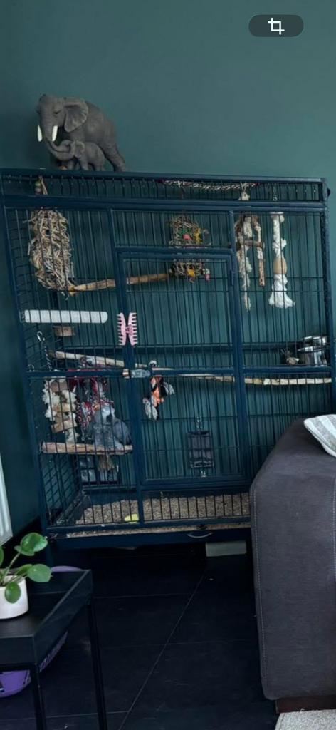 Papegaai kooi, Dieren en Toebehoren, Ophalen, Gebruikt, Metaal, Vogelkooi