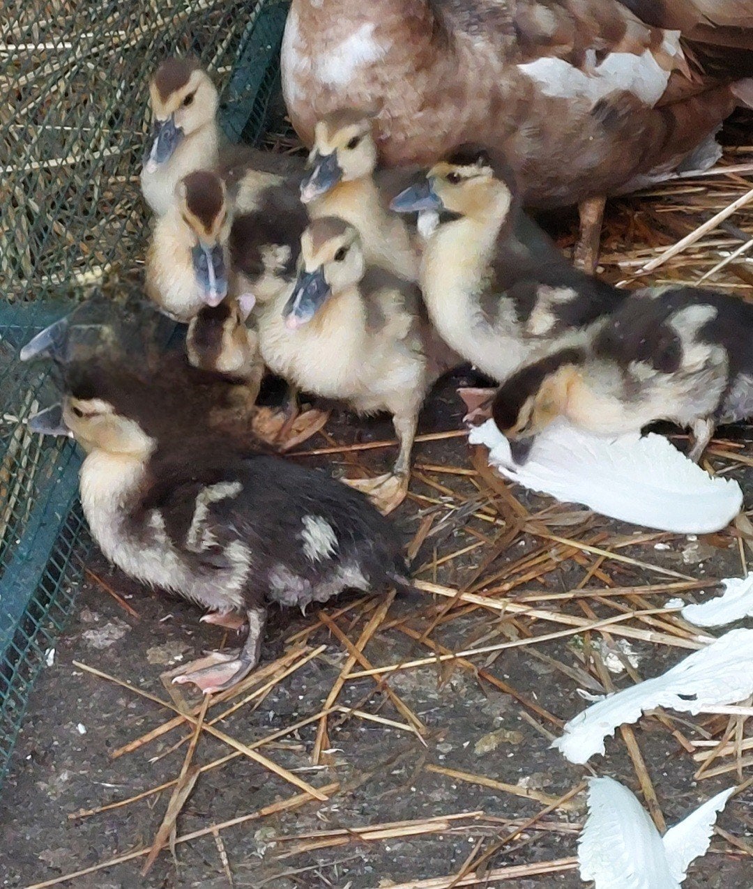 Barberie eendenkuikens 4 dagen oud, Meerdere dieren, Eend