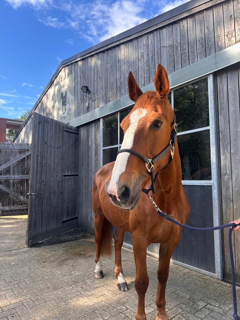 18-jarige fokmerrie met FEI paspoort, B, Cheval de récréation, Vacciné