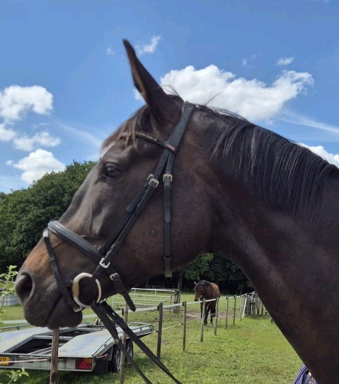 Lieve en Brave Ruin 9 jaar, B, Cheval de récréation, 7 à 10 ans, Hongre