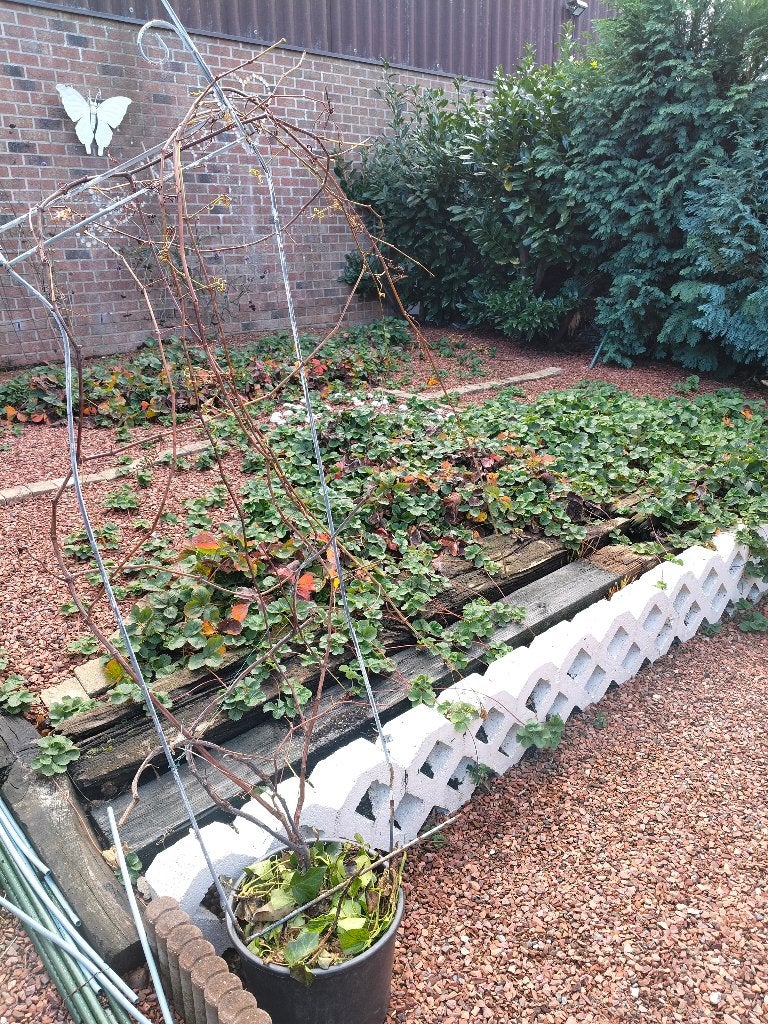 Blauwe druivenlaar in pot 3m lang, zie beschrijving, Tuin en Terras, Ophalen, In pot
