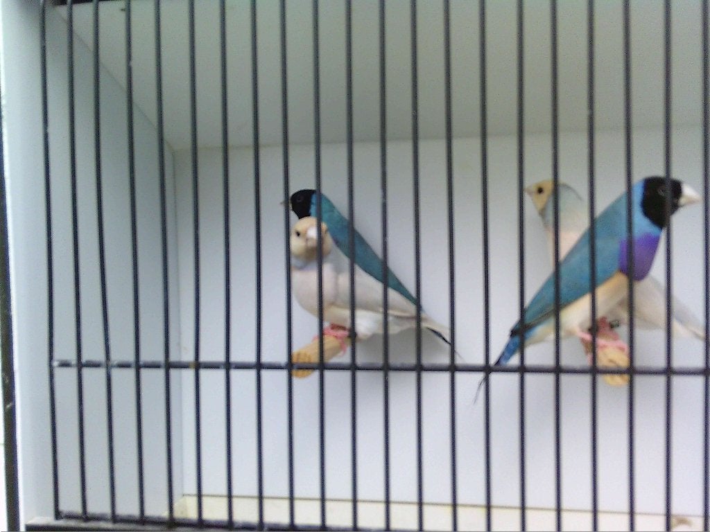 Goulds 2026, Dieren en Toebehoren, Tropenvogel, Geringd