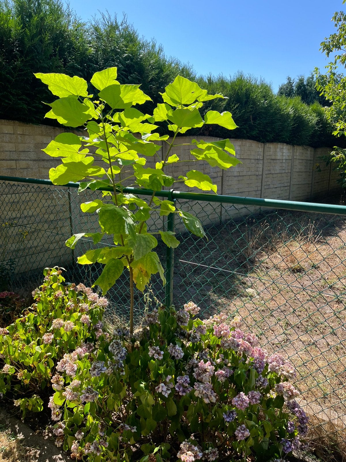 Trompet boom of Catalpa, Tuin en Terras, Planten | Fruitbomen, Ophalen, 100 tot 250 cm, Volle zon, Overige soorten