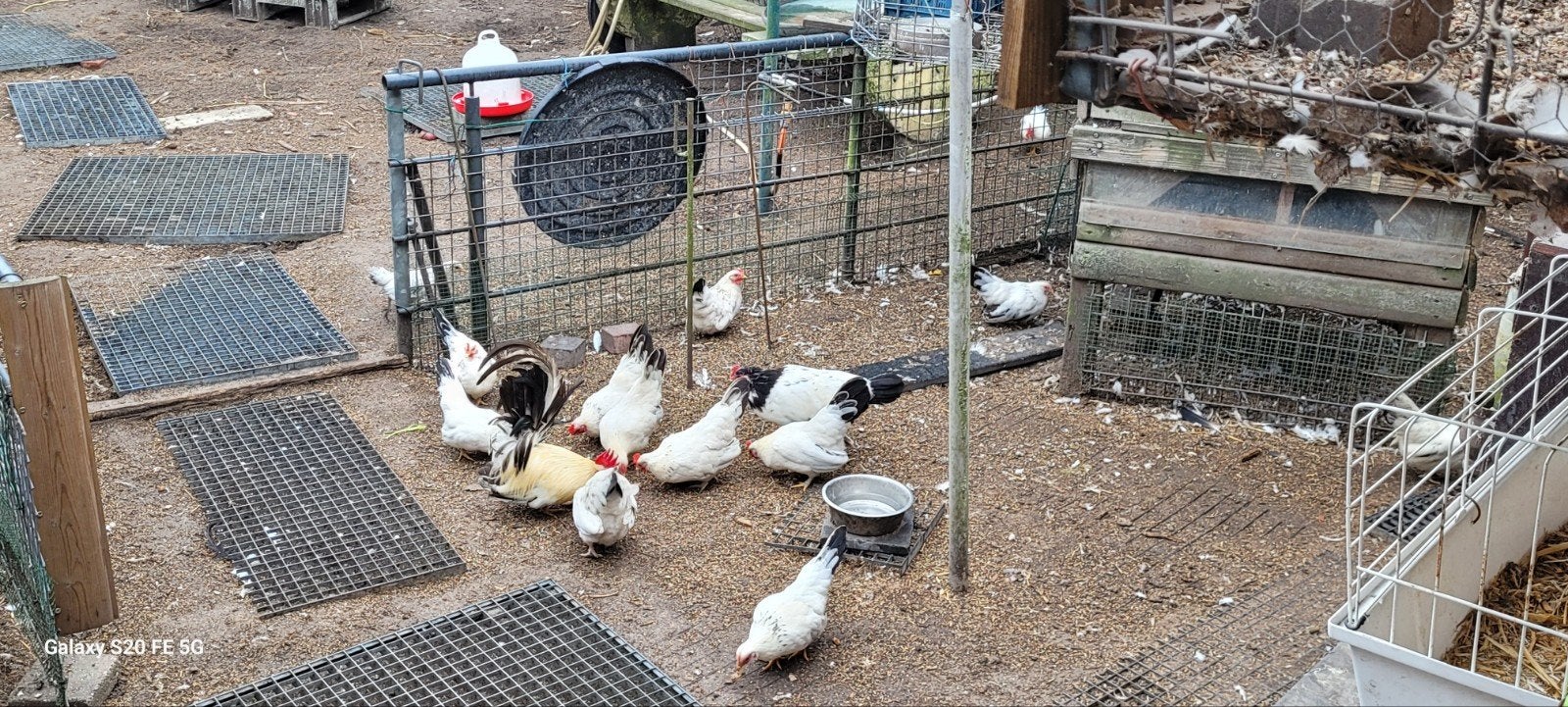 chabo kippen, Dieren en Toebehoren